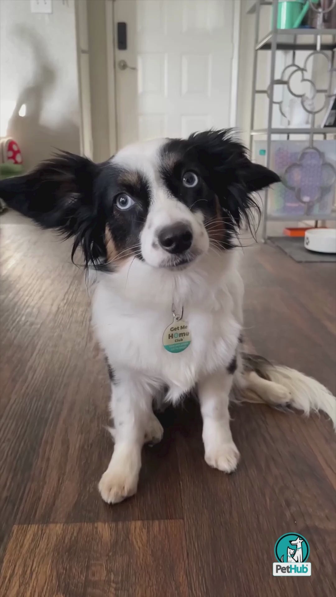 PetHub QR Pet ID Tag – Original Get Me Home Club