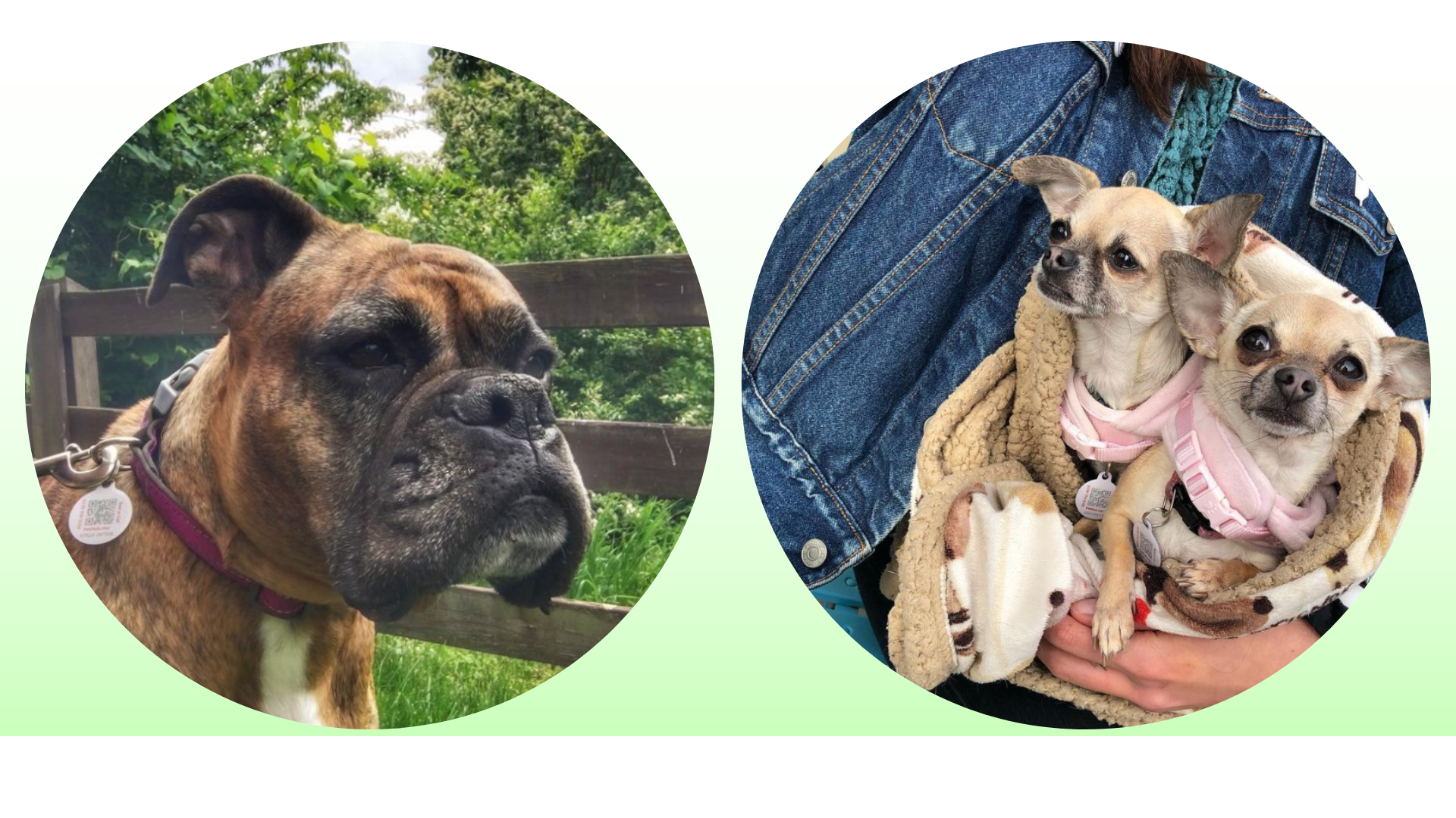 Boxer and Chihuahuas in PetHub ID Tags