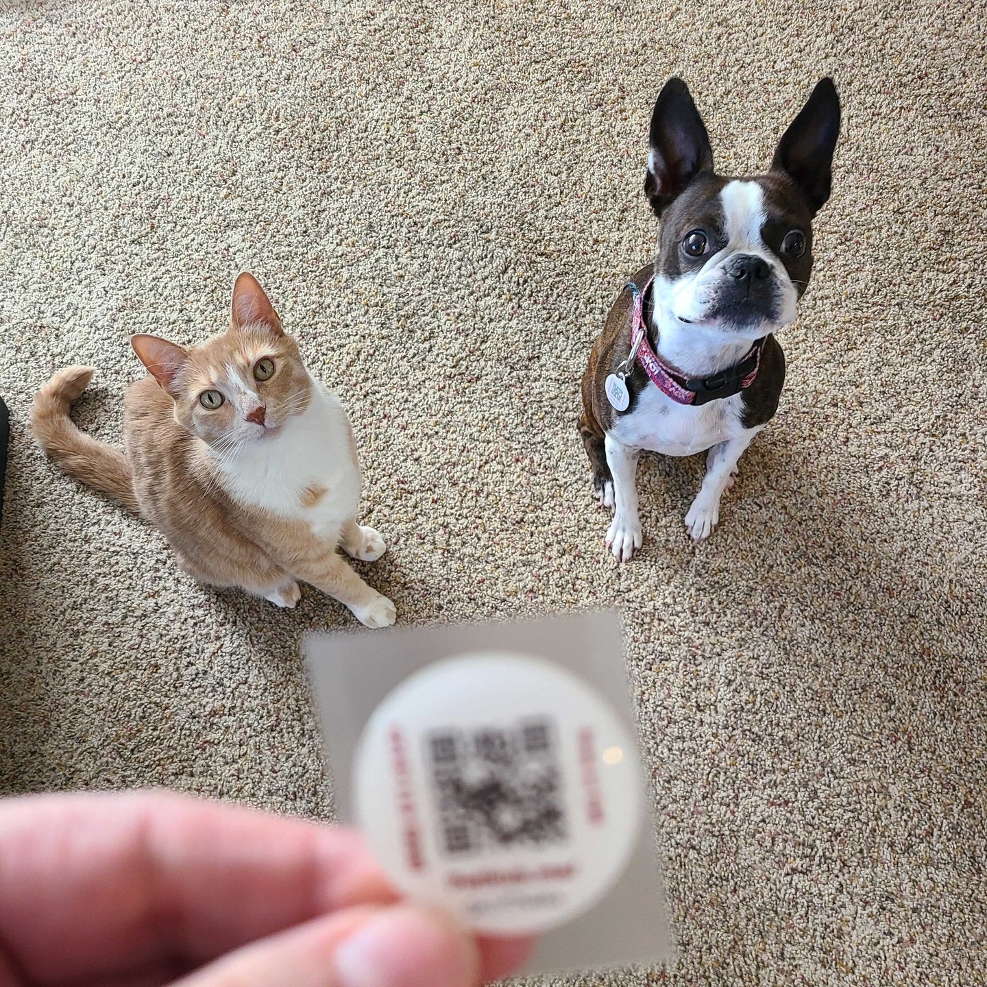 Pet ID QR Sticker