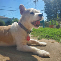 Get Me Home Club™ QR Tag – Stylish, Smart Pet ID