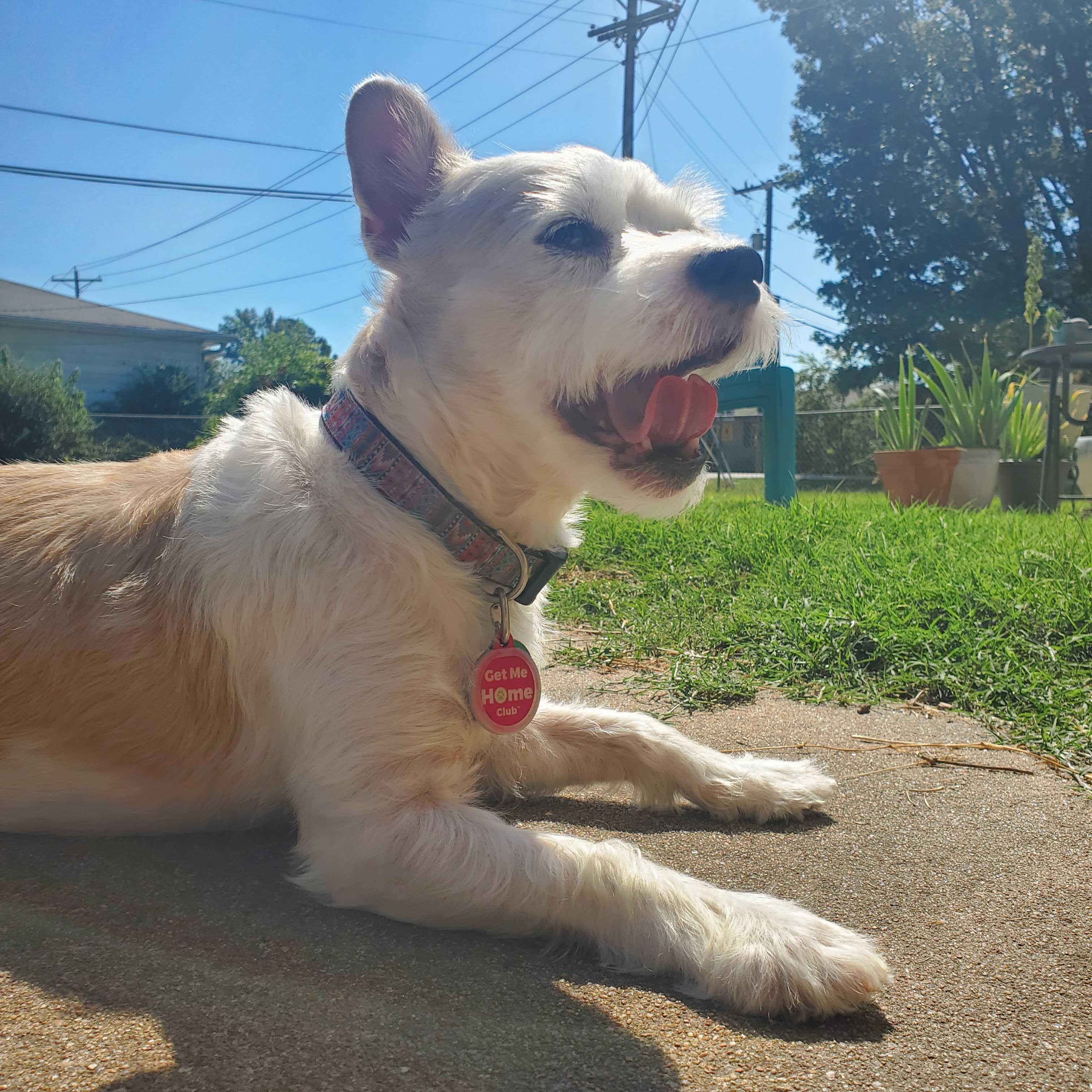 Get Me Home Club™ QR Tag – Stylish, Smart Pet ID