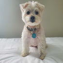 Get Me Home Club™ QR Tag – Stylish, Smart Pet ID