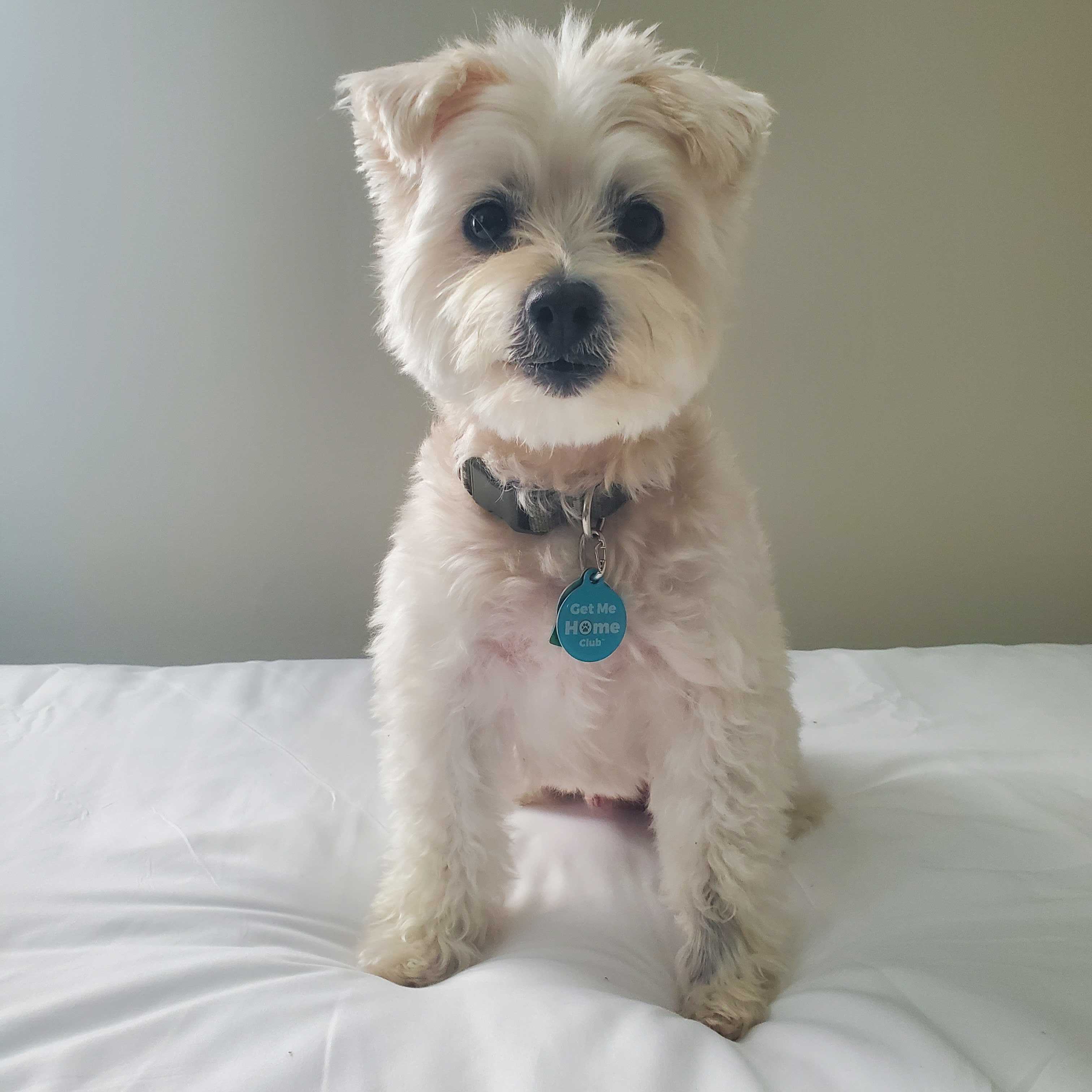 Get Me Home Club™ QR Tag – Stylish, Smart Pet ID