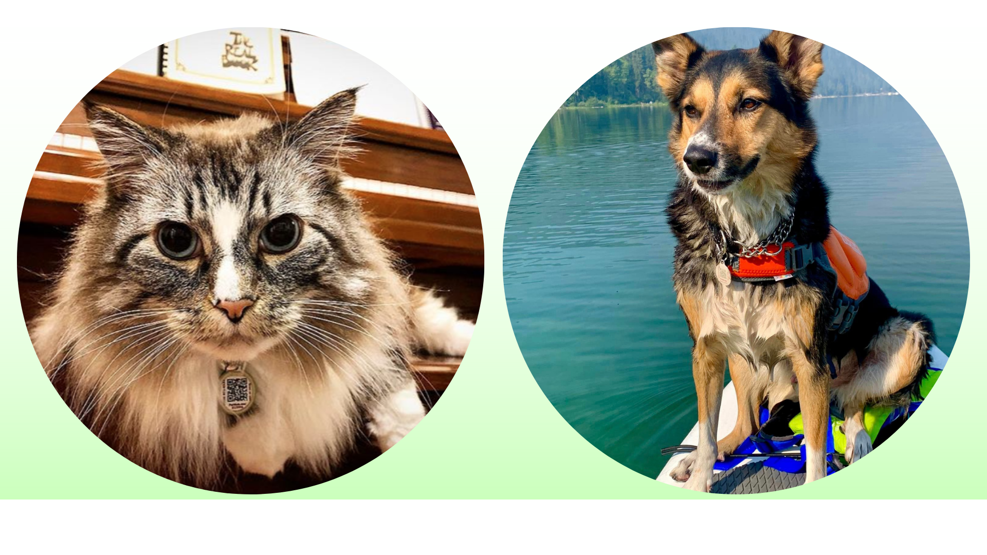 Maine Coon cat and australian shepard in PetHub ID Tags