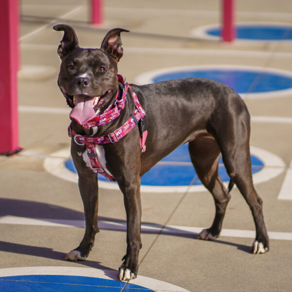 Love Graffiti Red Freedom No-Pull Dog Harness – Earthstyle