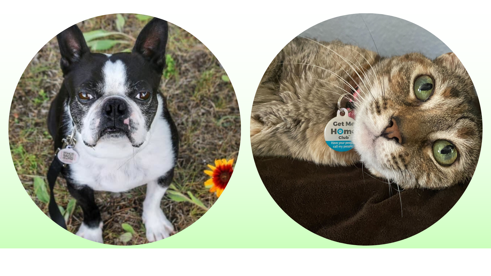 Boston Terrier and Tabby Cat in PetHub ID Tags