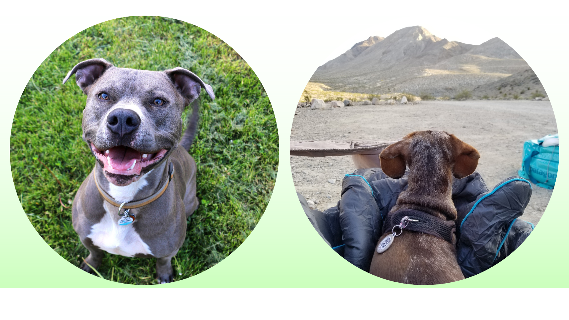 Pitbull and Doxie in PetHub ID Tags