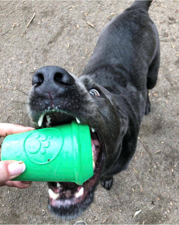 Coffee Cup Durable Rubber Chew Toy and Treat Dispenser