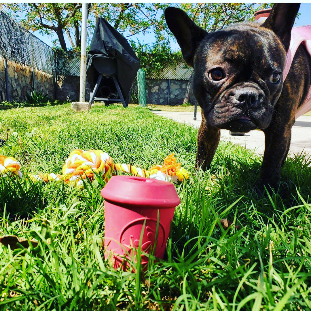 Coffee Cup Durable Rubber Chew Toy and Treat Dispenser