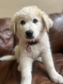 QR ID Pet Tag - Absent Without a Leash (AWOL)