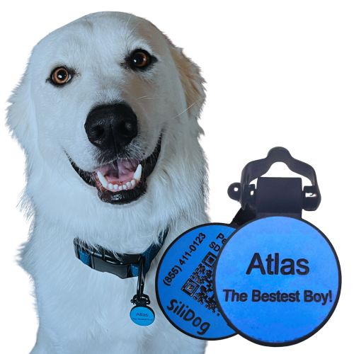 White dog wearing a blue pet tag with 'Atlas The Bestest Boy!' text on a white background