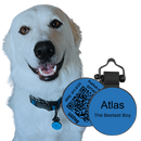 PetHub Silicone Silent Glow-in-the-Dark Blue Tag