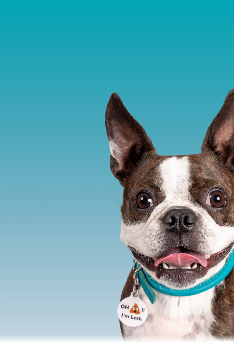 Boston_Terrier_in_PetHub_OCIL_ID_Tag_Small_2.png