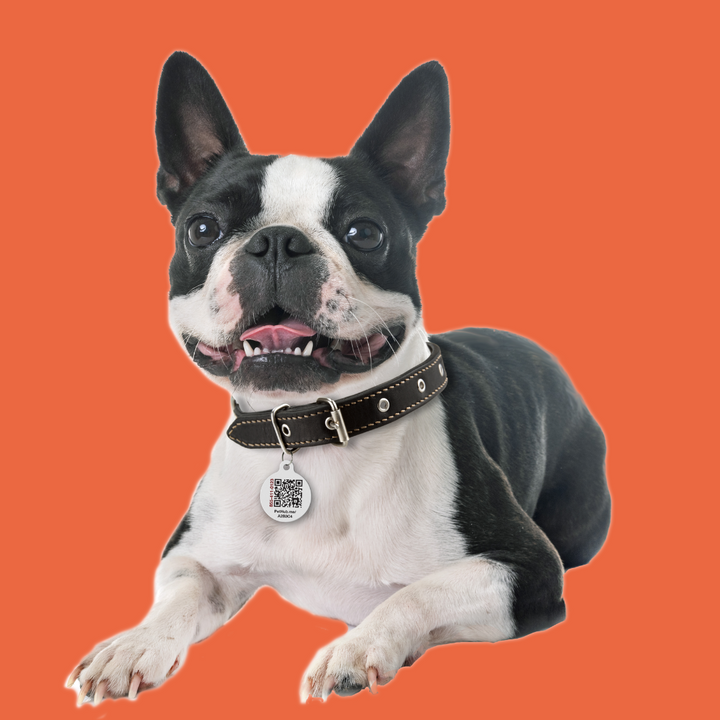 Pick Your Pet's Style: QR Pet ID Tag