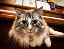 Original Get Me Home Club QR Tag – Classic Pet Safety