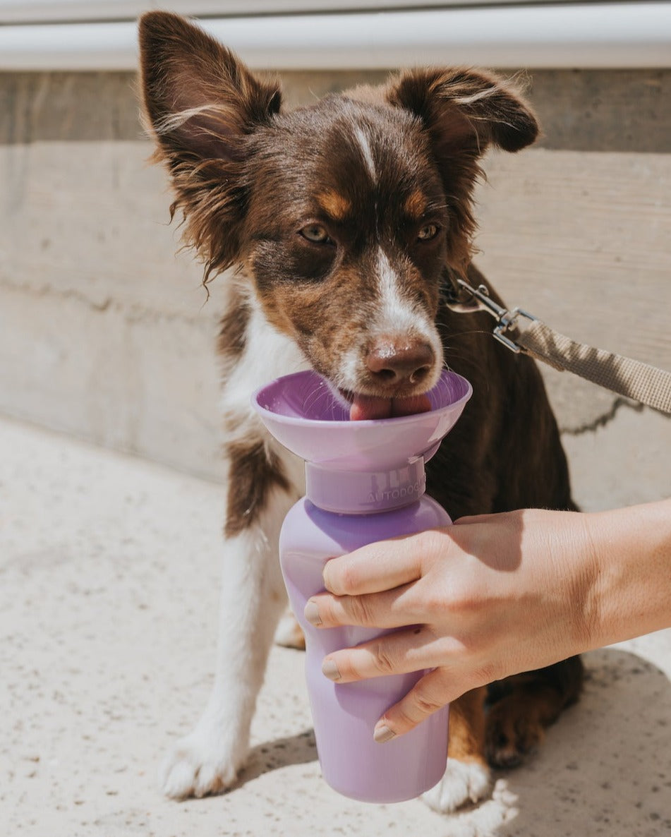 Classic Dog Travel Bottle (22 OZ)