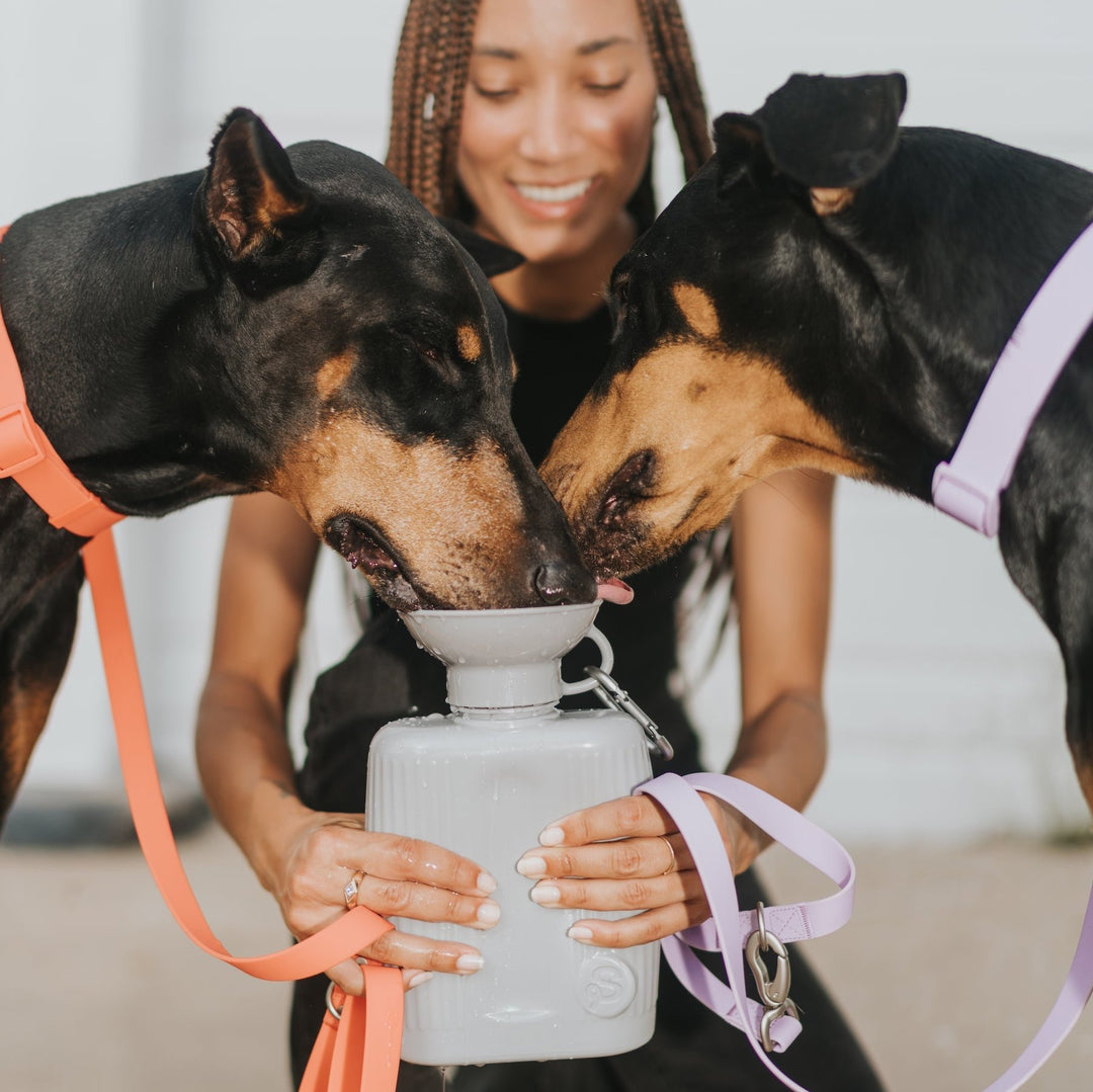 Growler Dog Travel Bottle (44 OZ)