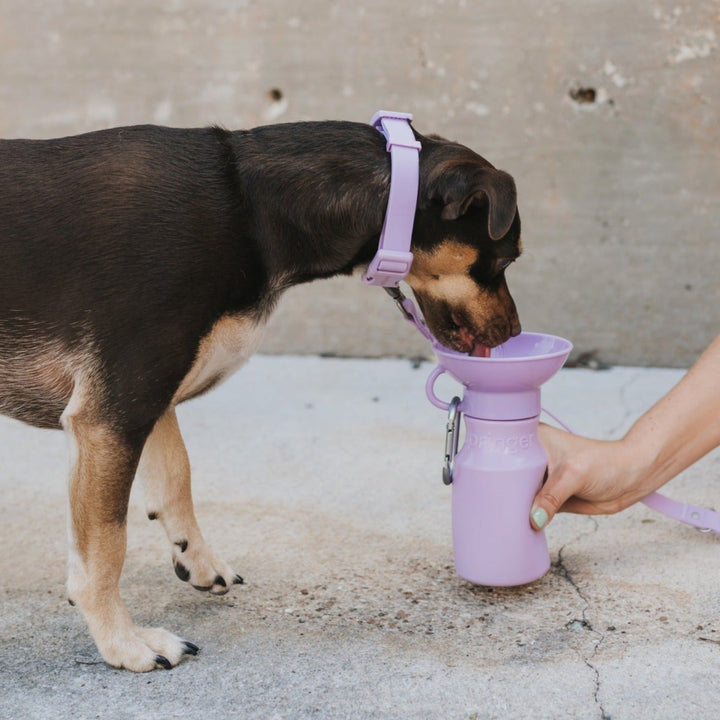 Mini Dog Travel Bottle (15 OZ)