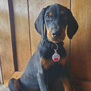 QR ID Pet Tag - KIss Me I'm Rescued