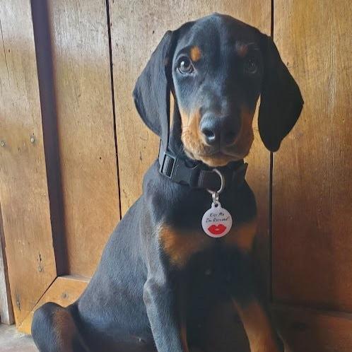 QR ID Pet Tag - KIss Me I'm Rescued