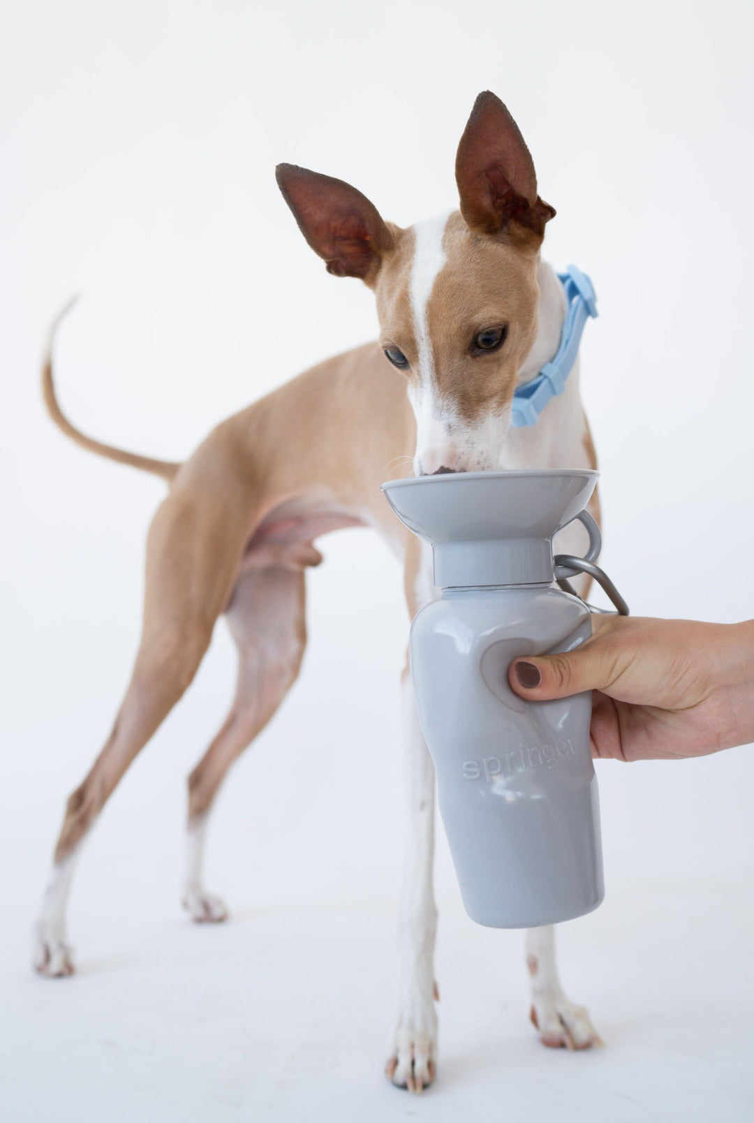 Classic Dog Travel Bottle (22 OZ)