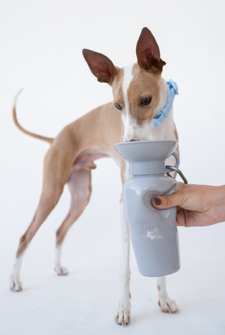 Classic Dog Travel Bottle (22 OZ)