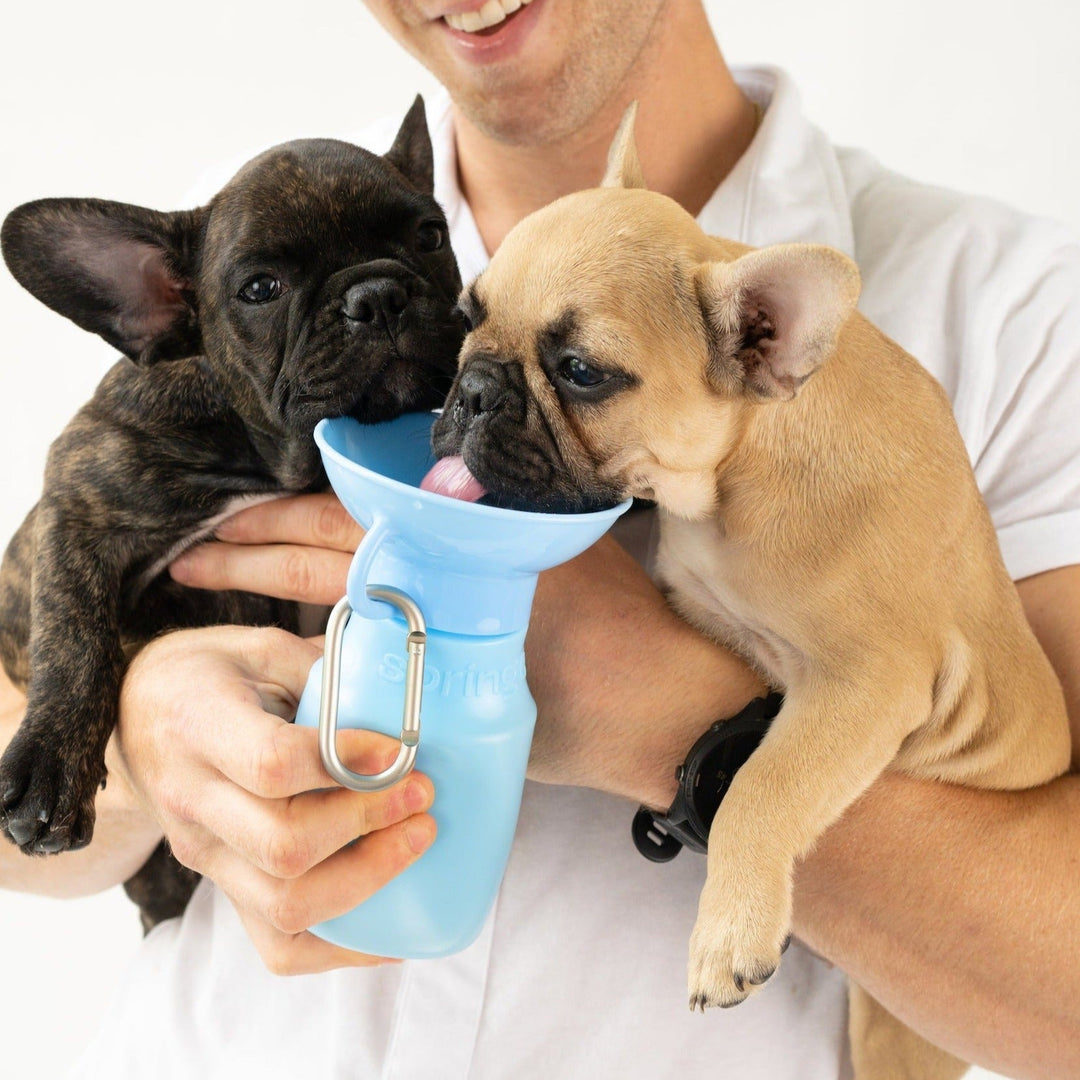 Mini Dog Travel Bottle (15 OZ)