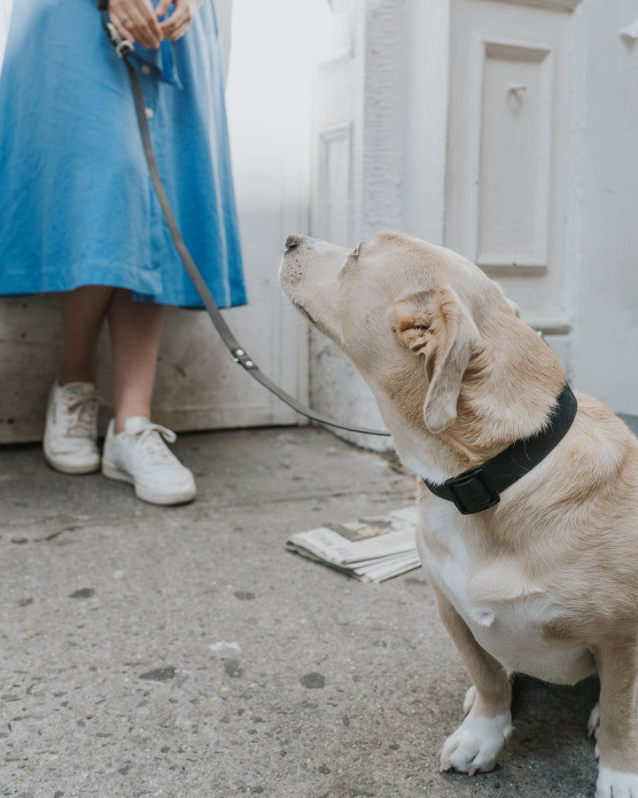 Large Dog Collar