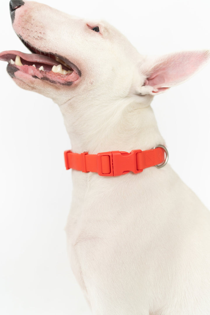 Large Dog Collar