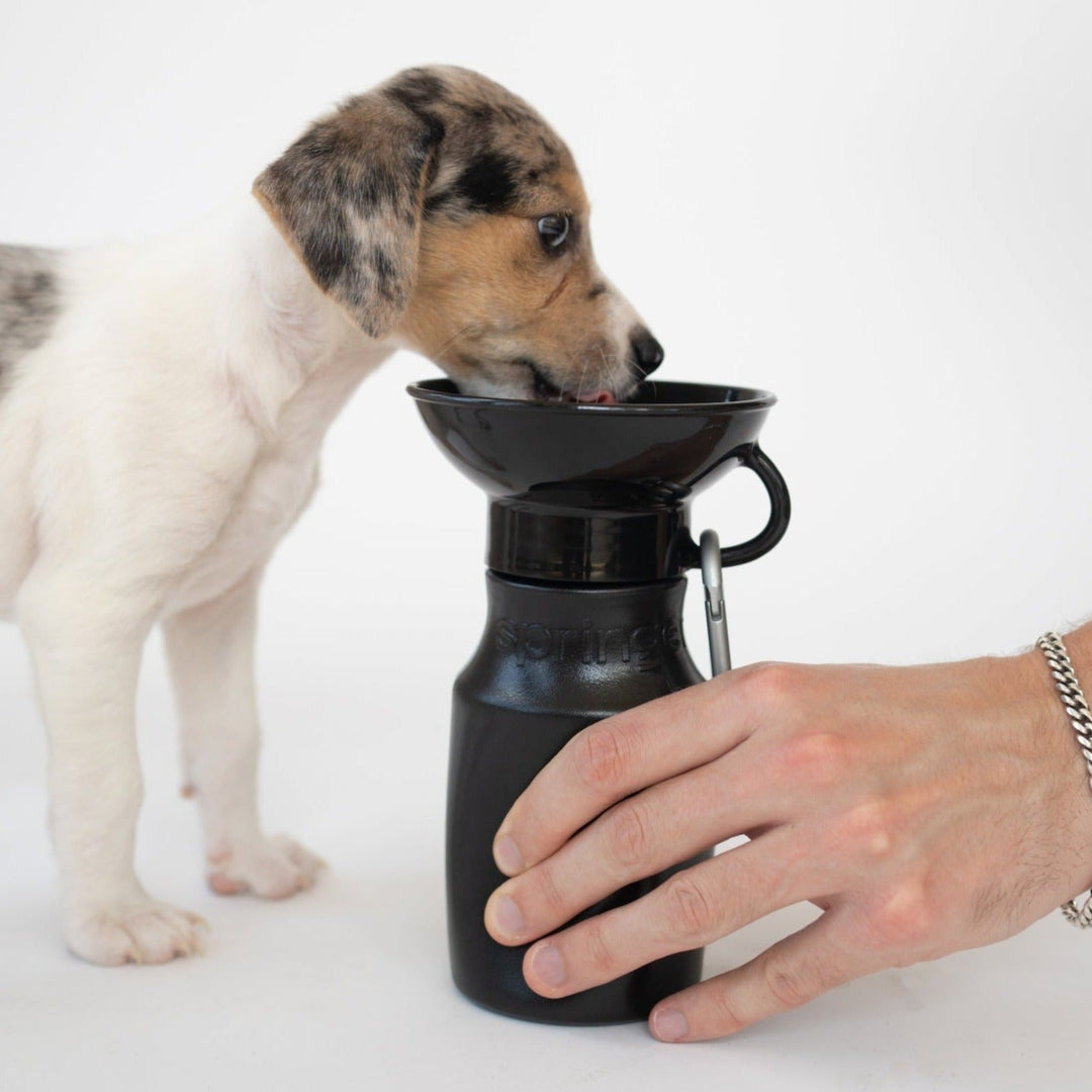 Mini Dog Travel Bottle (15 OZ)