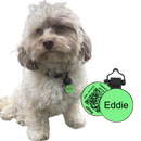 PetHub Silicone Silent Glow-in-the-Dark Green MiniTag