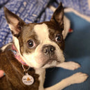 "Oh!!! I'm Lost" QR Pet Tag – Fun, Secure Pet ID