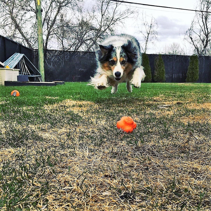 Crazy Bounce Ultra Durable Rubber Chew & Retrieving Toy