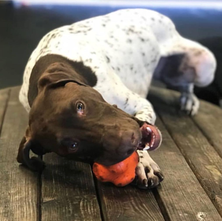 Crazy Bounce Ultra Durable Rubber Chew & Retrieving Toy