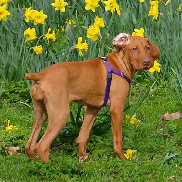 Purple Freedom No-Pull Dog Harness