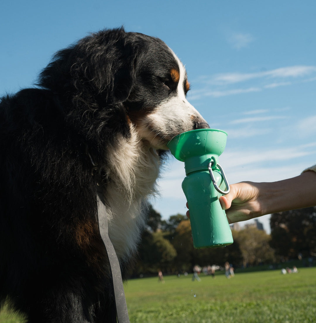 Flip Dog Travel Bottle (20 OZ)