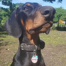 QR ID Pet Tag - Absent Without a Leash (AWOL)