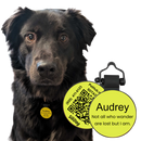 PetHub Silicone Silent Glow-in-the-Dark Yellow Tag