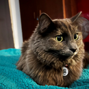 Original Get Me Home Club QR Tag – Classic Pet Safety