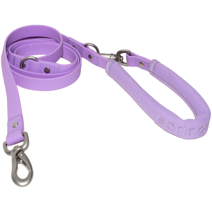 Small Dog Leash