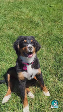 PetHub QR Pet ID Tag – Original Get Me Home Club
