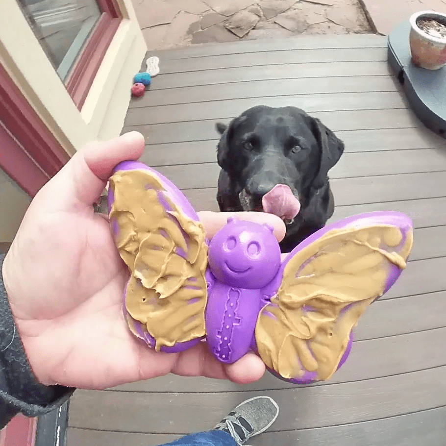 Butterfly Durable Nylon Chew and Enrichment Toy