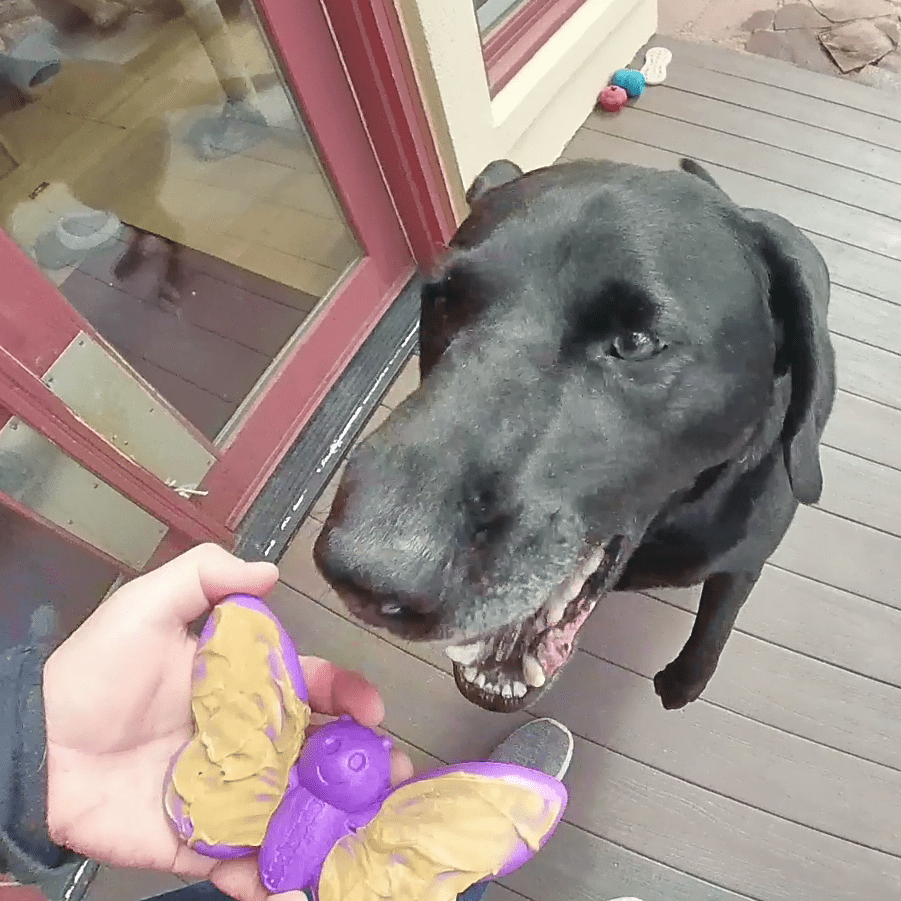 Butterfly Durable Nylon Chew and Enrichment Toy