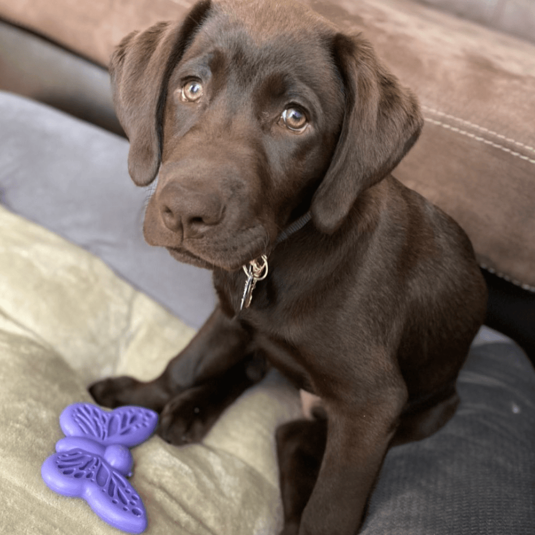 Butterfly Durable Nylon Chew and Enrichment Toy