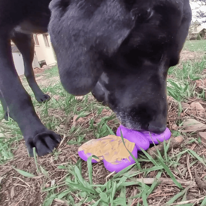 Butterfly Durable Nylon Chew and Enrichment Toy