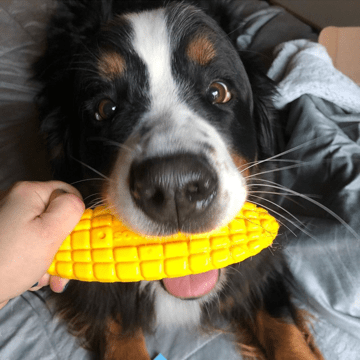 Corn on the Cob Ultra Durable Nylon Dog Chew Toy